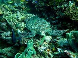 333_diving lombok_turtle heaven