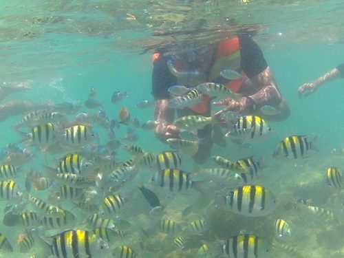 snorkeling di gili nanggu