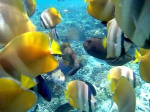 snorkeling fishfeeding gili air