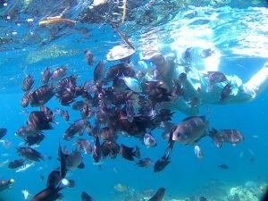 snorkeling dan fish feeding di Gili Air