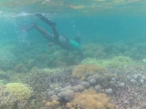 snorkeling dan free diving di Pulau Tiga