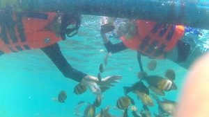 snorkeling dan fish feeding ke perairan Pulau Tiga