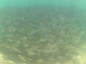 schooling fish di gili nanggu